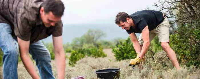 La cueillette des aromatiques sauvages de garrigue avec Guillaume Bouguet.