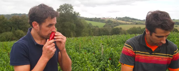 La plantation de piments d'Espelette des frères Castanchoa à Jatxou.